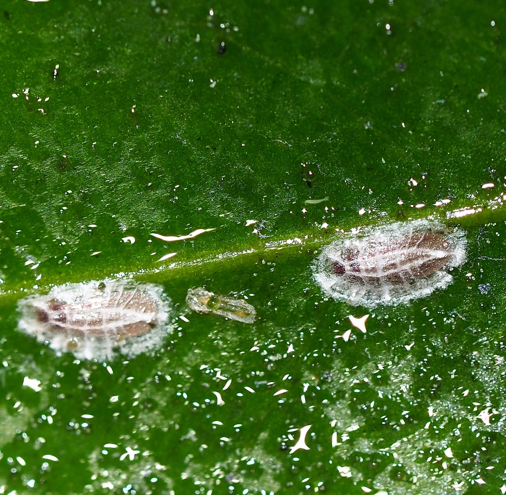 Pounamococcus tubulus