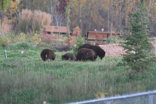 Black Bear sighting near Prince George