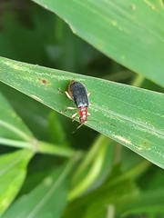 Trichobalya bowringii