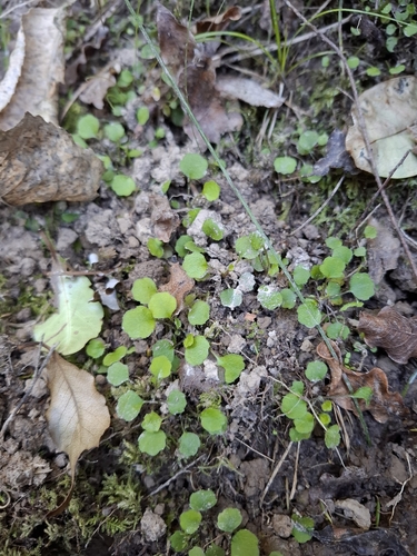 Lagenophora strangulata, 2026-10-11