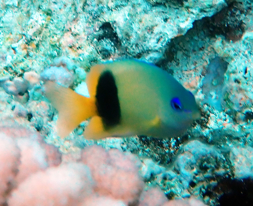Plectroglyphidodon johnstonianus observed 2026-10-10