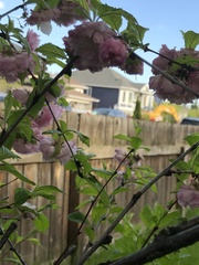Prunus triloba