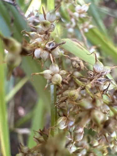 Carex cruciata observed 2026-10-11