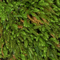 Claopodium whippleanum