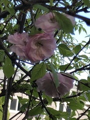 Prunus triloba