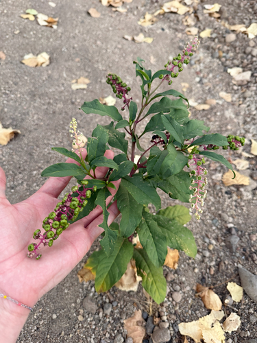 American pokeweed