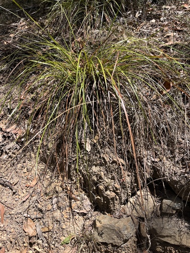 Lepidosperma laterale observed 2026-10-11