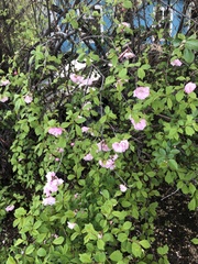 Prunus triloba