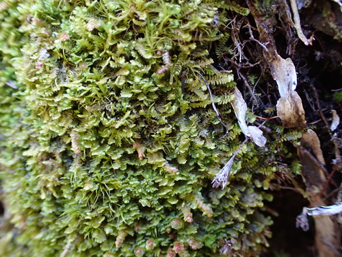 Diplophyllum taxifolium observed 2026-10-10