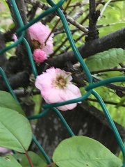 Prunus triloba