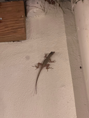 Crested Anole