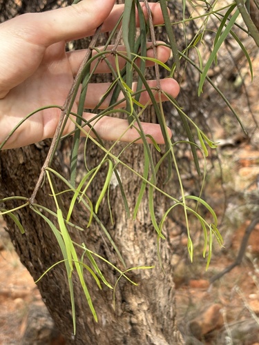 Lysiana exocarpi observed 2026-10-05