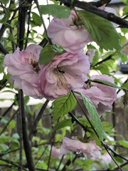 Prunus triloba