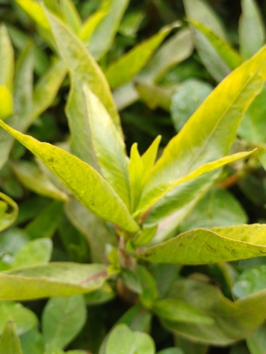 Hygrophila ringens observed 2026-10-11