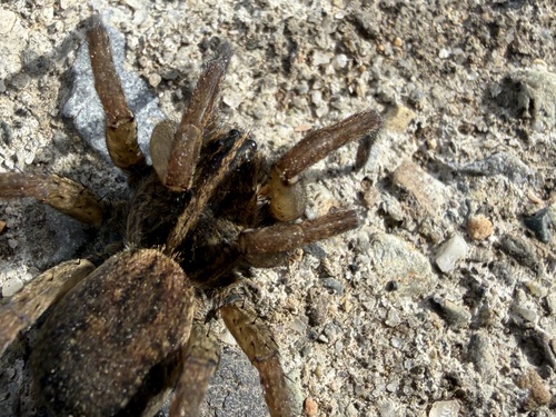 Wetland Giant Wolf Spider