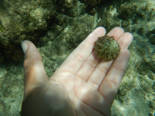 Astraea tuber observed 2026-10-10
