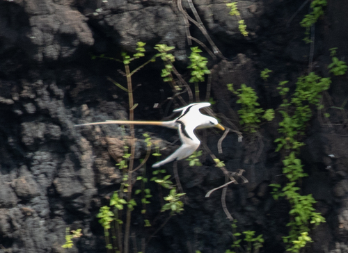 iNaturalist image