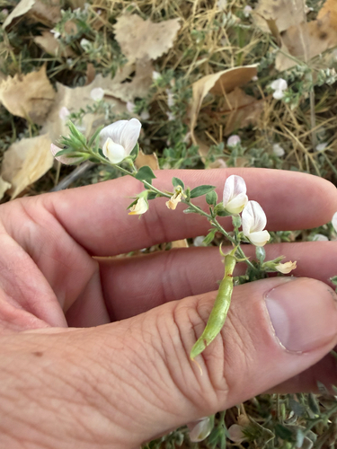 Spanish clover