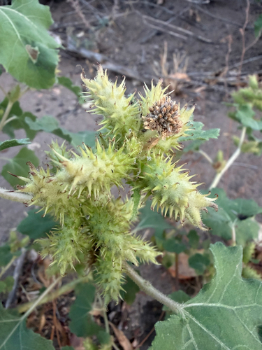rough cocklebur