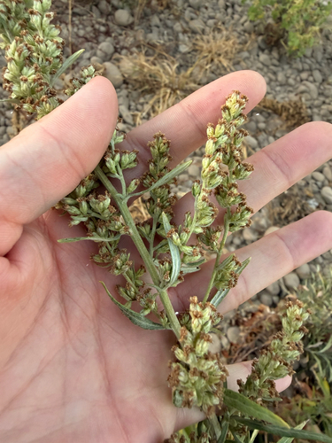California mugwort