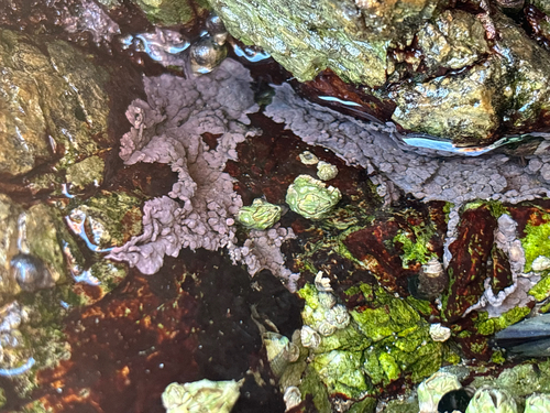 Pseudolithophyllum neofarlowii, 2026-10-05