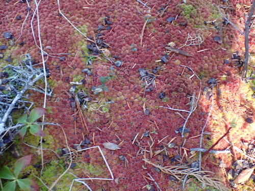 Sphagnum capillifolium observed 2026-10-10
