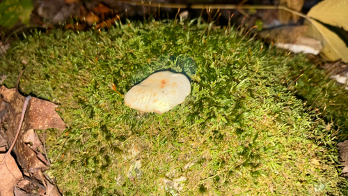 brittlegills