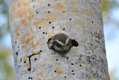 Margarobyas lawrencii