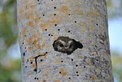 Margarobyas lawrencii