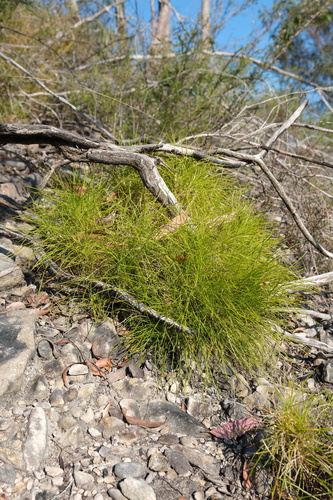 Lomandra confertifolia observed 2026-10-11