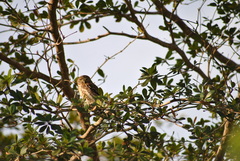 Glaucidium siju