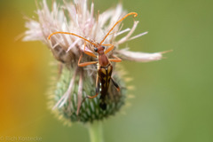 Strangalia virilis