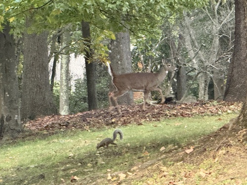 White-tailed Deer