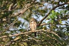 Glaucidium siju
