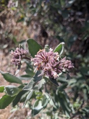 Eriodictyon traskiae smithii