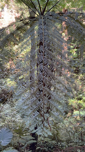 Alsophila spinulosa observed 2026-10-11