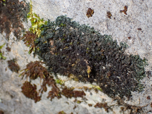 Scytinium pulvinatum observed 2026-10-10