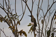 Colaptes fernandinae