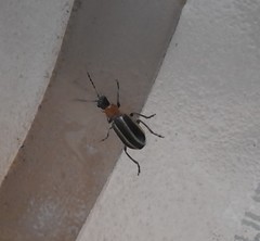 Acalymma trivittatum