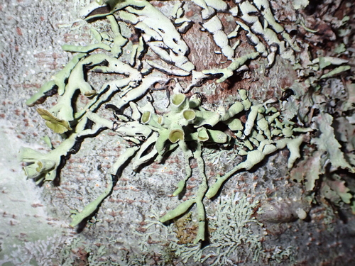 Hypogymnia enteromorpha observed 2026-10-10