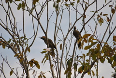 Colaptes fernandinae