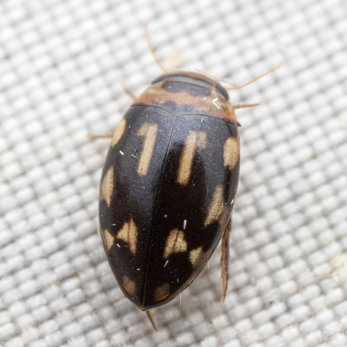 Laccophilus horni
