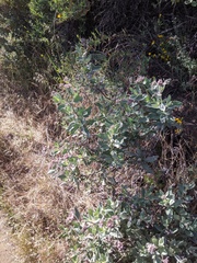 Eriodictyon traskiae smithii