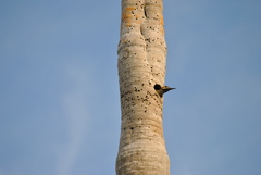 Colaptes fernandinae