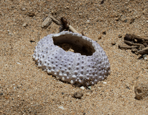 Colobocentrotus atratus, 2026-10-04
