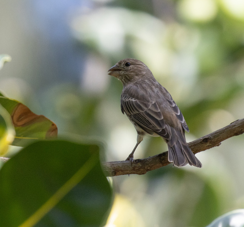 Haemorhous mexicanus observed 2026-10-04