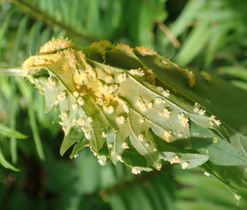Nettle Clustercup Rust fungus