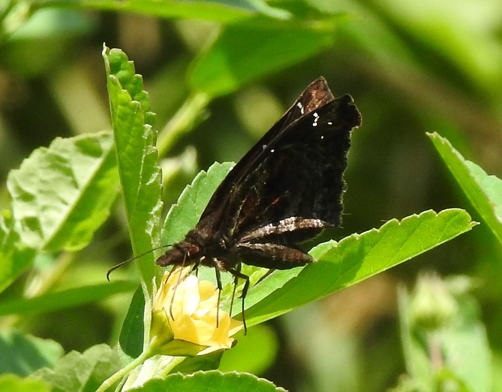 Northern Snout-Skipper