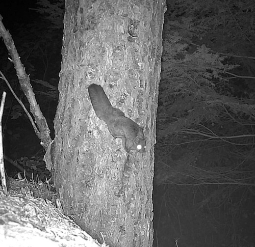Northern Flying Squirrel observed by acrite
