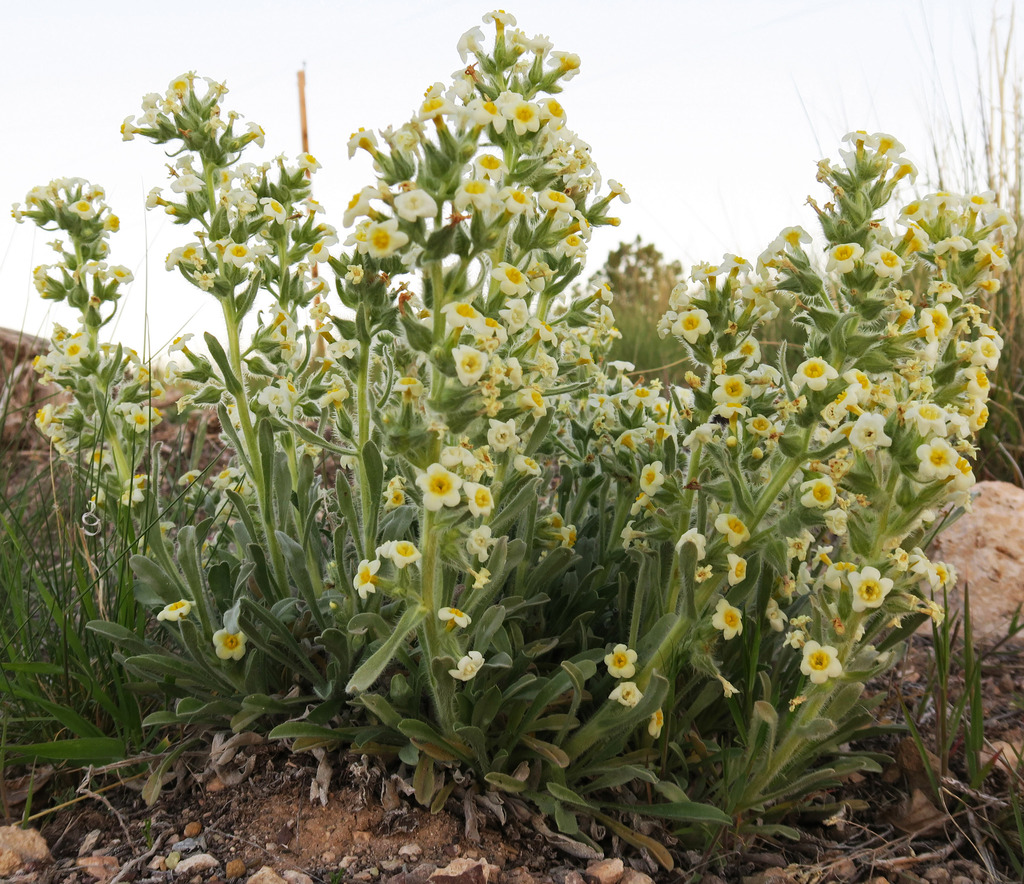 Johnston's Cryptantha